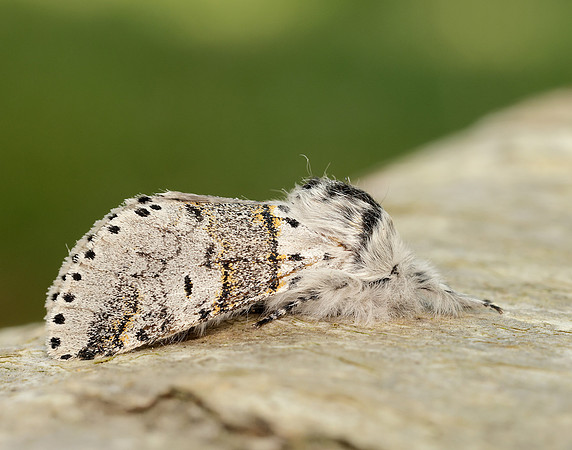 71.005 BF1997 Sallow Kitten Furcula furcula