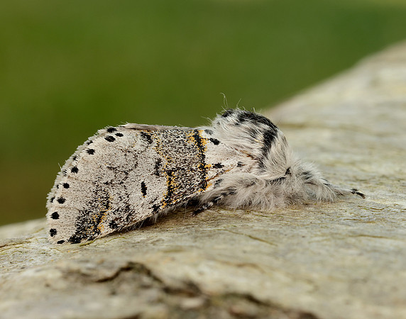 71.005 BF1997 Sallow Kitten Furcula furcula