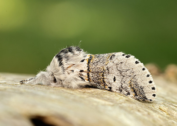 71.005 BF1997 Sallow Kitten Furcula furcula