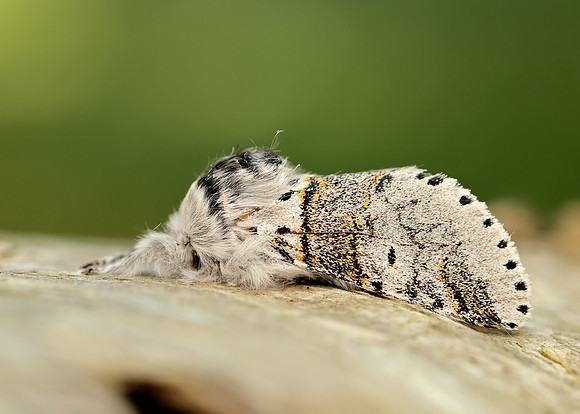 71.005 BF1997 Sallow Kitten Furcula furcula