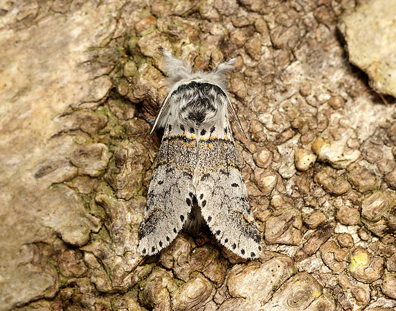 71.005 BF1997 Sallow Kitten Furcula furcula
