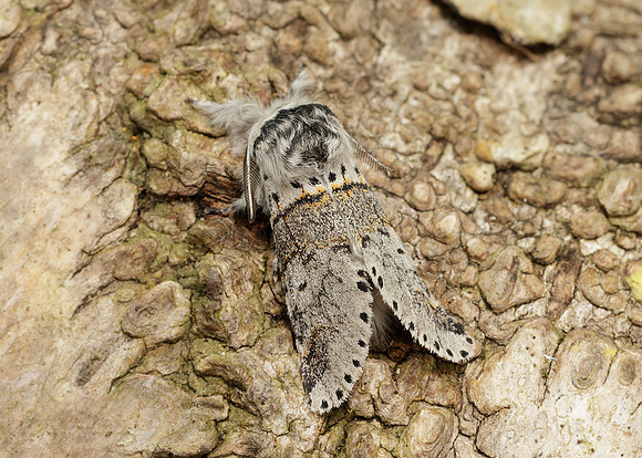 71.005 BF1997 Sallow Kitten Furcula furcula