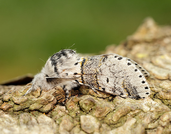 71.005 BF1997 Sallow Kitten Furcula furcula