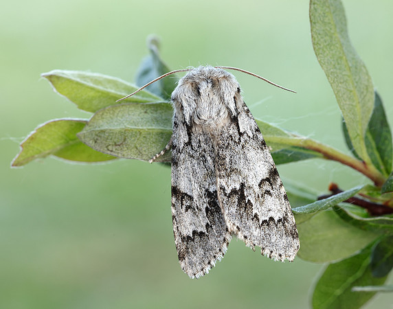 73.042 BF2286 Light Knot Grass Acronicta menyanthidis