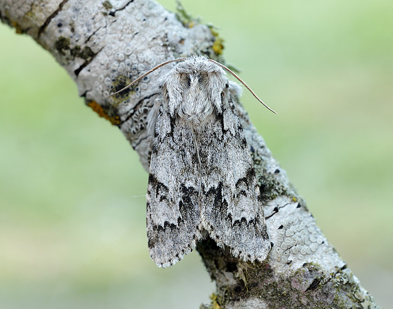 73.042 BF2286 Light Knot Grass Acronicta menyanthidis