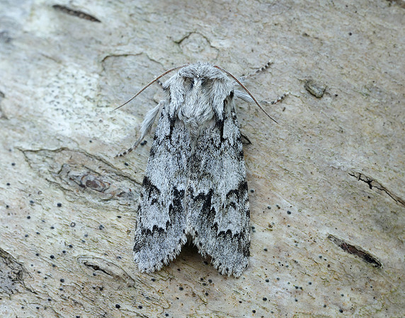 73.042 BF2286 Light Knot Grass Acronicta menyanthidis