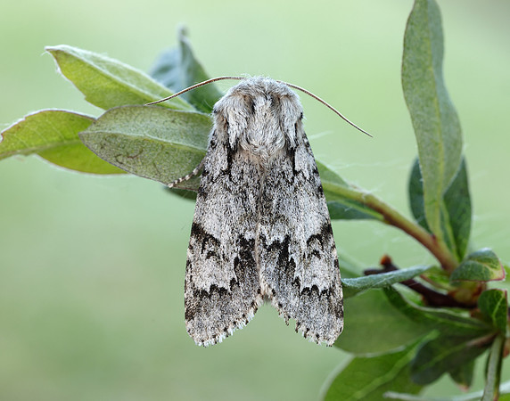 73.042 BF2286 Light Knot Grass Acronicta menyanthidis