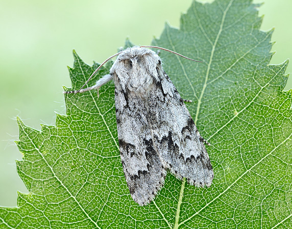 73.042 BF2286 Light Knot Grass Acronicta menyanthidis