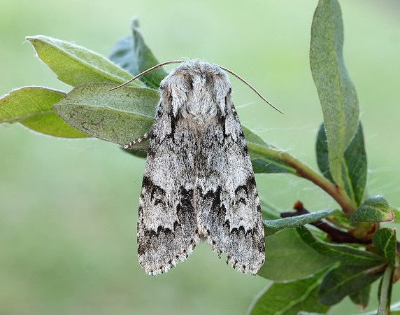 73.042 BF2286 Light Knot Grass Acronicta menyanthidis