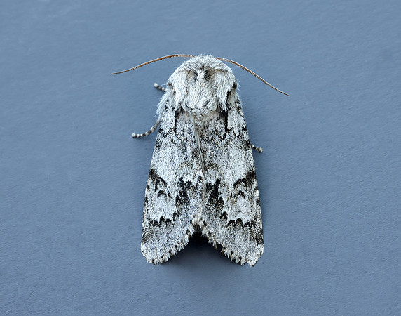 73.042 BF2286 Light Knot Grass Acronicta menyanthidis