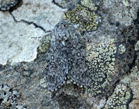 73.044 BF2288 Sweet Gale Moth Acronicta cinerea