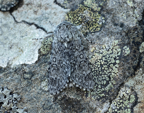 73.044 BF2288 Sweet Gale Moth Acronicta cinerea
