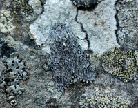 73.044 BF2288 Sweet Gale Moth Acronicta cinerea