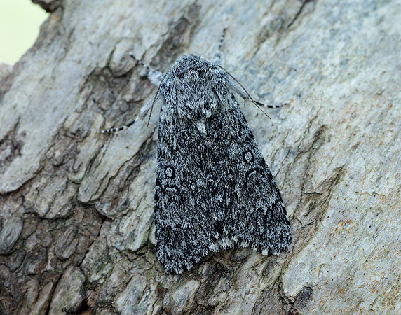 73.044 BF2288 Sweet Gale Moth Acronicta cinerea