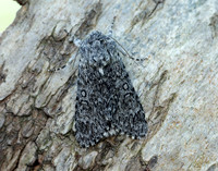 73.044 BF2288 Sweet Gale Moth Acronicta cinerea