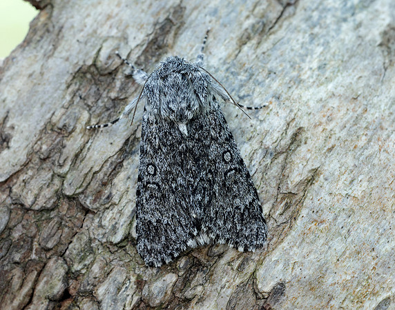 73.044 BF2288 Sweet Gale Moth Acronicta cinerea