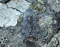 73.044 BF2288 Sweet Gale Moth Acronicta cinerea