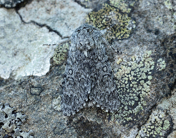 73.044 BF2288 Sweet Gale Moth Acronicta cinerea