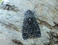 73.044 BF2288 Sweet Gale Moth Acronicta cinerea