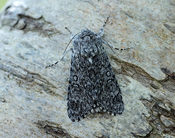 73.044 BF2288 Sweet Gale Moth Acronicta cinerea