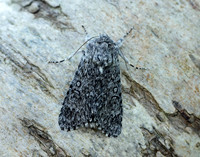 73.044 BF2288 Sweet Gale Moth Acronicta cinerea