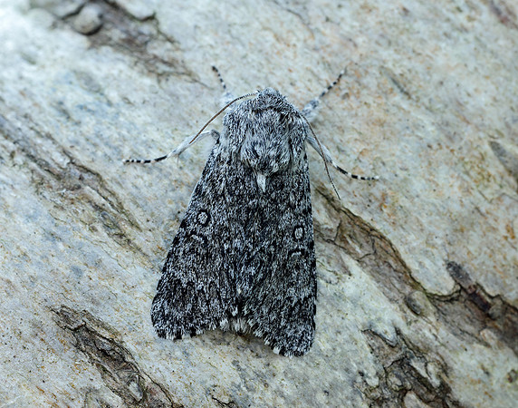 73.044 BF2288 Sweet Gale Moth Acronicta cinerea