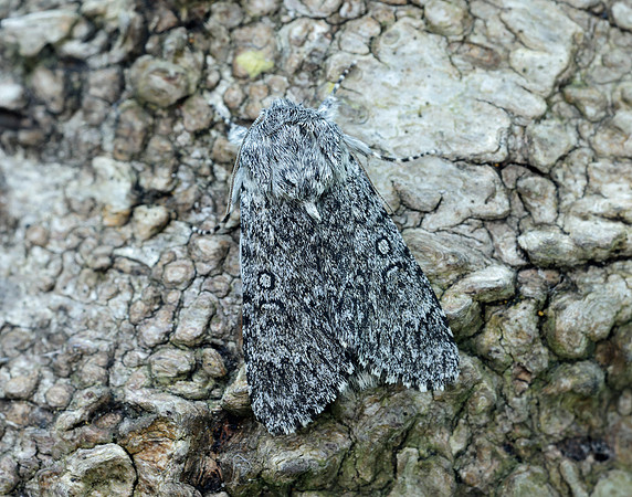 73.044 BF2288 Sweet Gale Moth Acronicta cinerea
