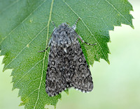 73.044 BF2288 Sweet Gale Moth Acronicta cinerea