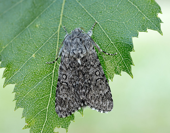 73.044 BF2288 Sweet Gale Moth Acronicta cinerea