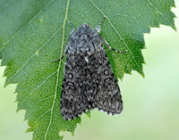 73.044 BF2288 Sweet Gale Moth Acronicta cinerea