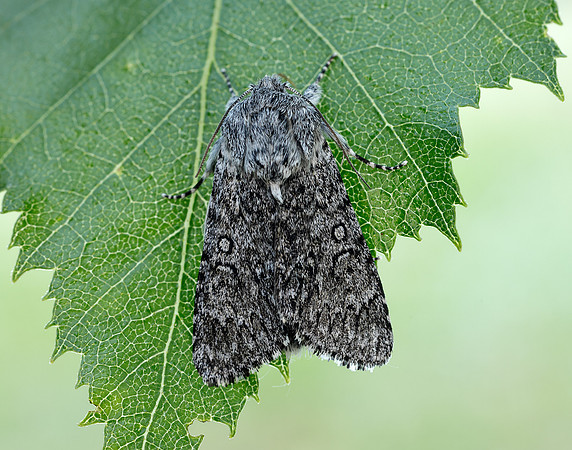 73.044 BF2288 Sweet Gale Moth Acronicta cinerea