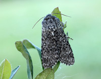 73.044 BF2288 Sweet Gale Moth Acronicta cinerea