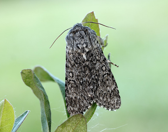 73.044 BF2288 Sweet Gale Moth Acronicta cinerea