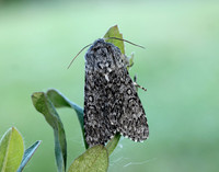 73.044 BF2288 Sweet Gale Moth Acronicta cinerea
