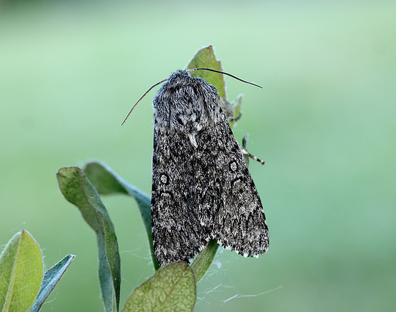 73.044 BF2288 Sweet Gale Moth Acronicta cinerea