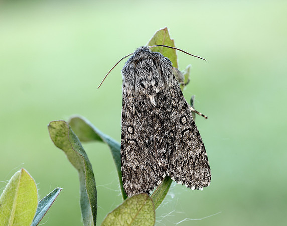 73.044 BF2288 Sweet Gale Moth Acronicta cinerea