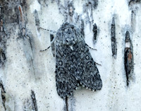 73.044 BF2288 Sweet Gale Moth Acronicta cinerea
