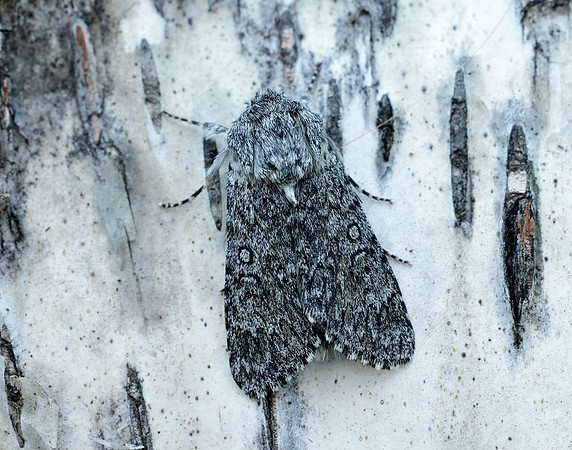 73.044 BF2288 Sweet Gale Moth Acronicta cinerea