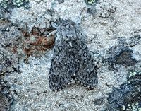 73.044 BF2288 Sweet Gale Moth Acronicta cinerea