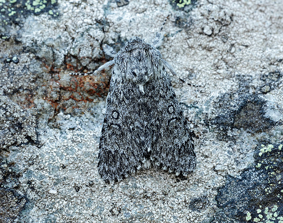 73.044 BF2288 Sweet Gale Moth Acronicta cinerea