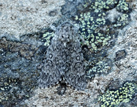 73.044 BF2288 Sweet Gale Moth Acronicta cinerea