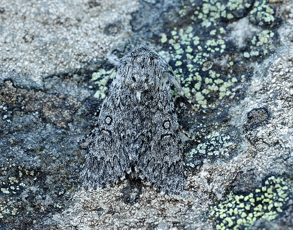 73.044 BF2288 Sweet Gale Moth Acronicta cinerea