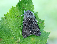 73.044 BF2288 Sweet Gale Moth Acronicta cinerea