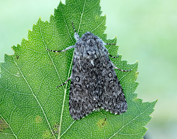 73.044 BF2288 Sweet Gale Moth Acronicta cinerea