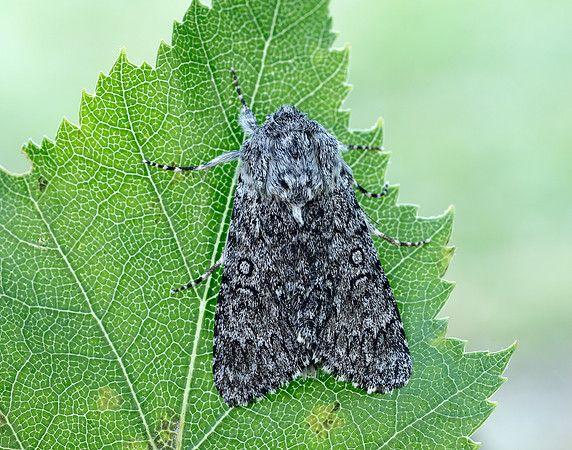 73.044 BF2288 Sweet Gale Moth Acronicta cinerea