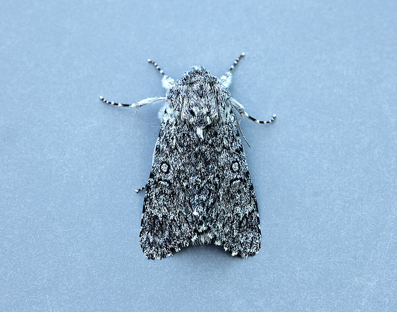 73.044 BF2288 Sweet Gale Moth Acronicta cinerea