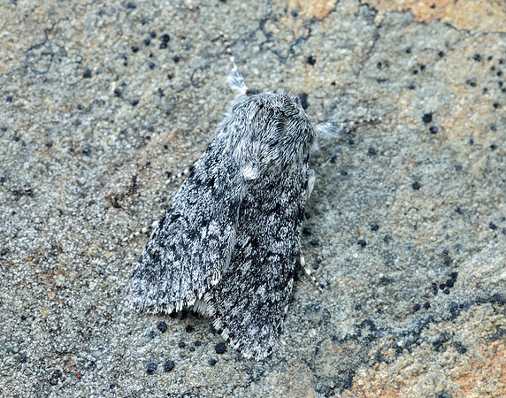 73.044 BF2288 Sweet Gale Moth Acronicta cinerea