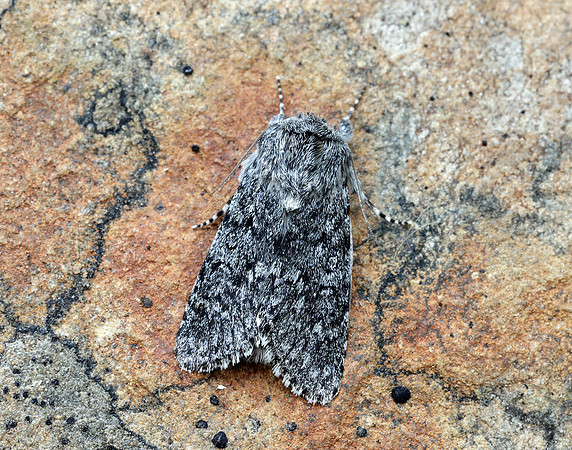 73.044 BF2288 Sweet Gale Moth Acronicta cinerea