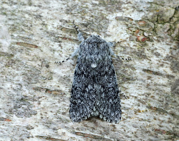 73.044 BF2288 Sweet Gale Moth Acronicta cinerea