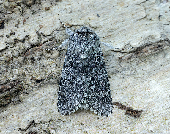 73.044 BF2288 Sweet Gale Moth Acronicta cinerea
